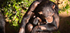 Детёныш шимпанзе Счастливый (Happy) вместе со своей мамой Сильви (Silvi) в Лоро-парке города Пуэрто-де-ла-Крус